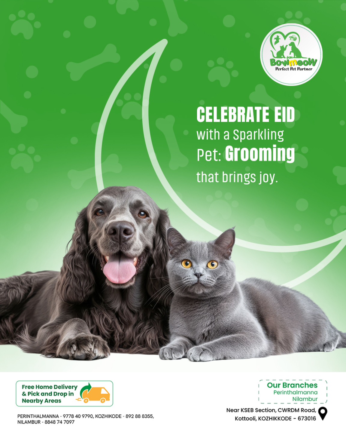 A cocker spaniel and silver British shorthair freshly groomed at Bowmeow
