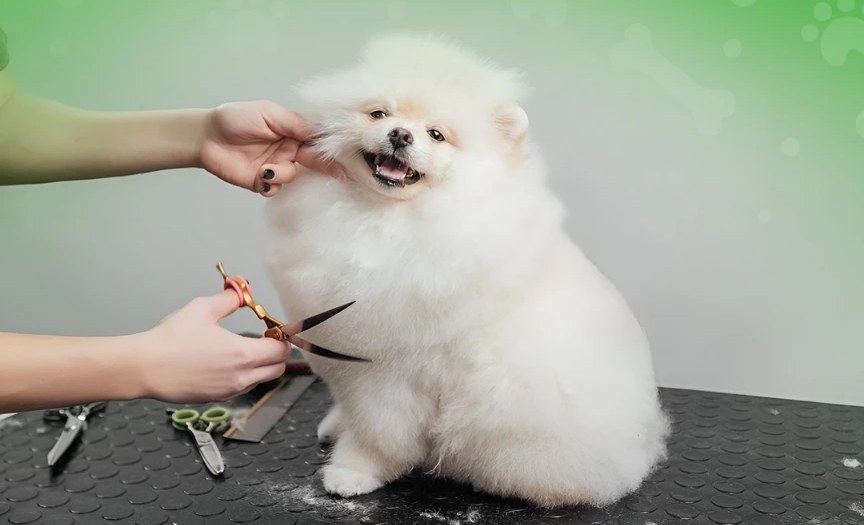 A Pomeranian being scissor-groomed