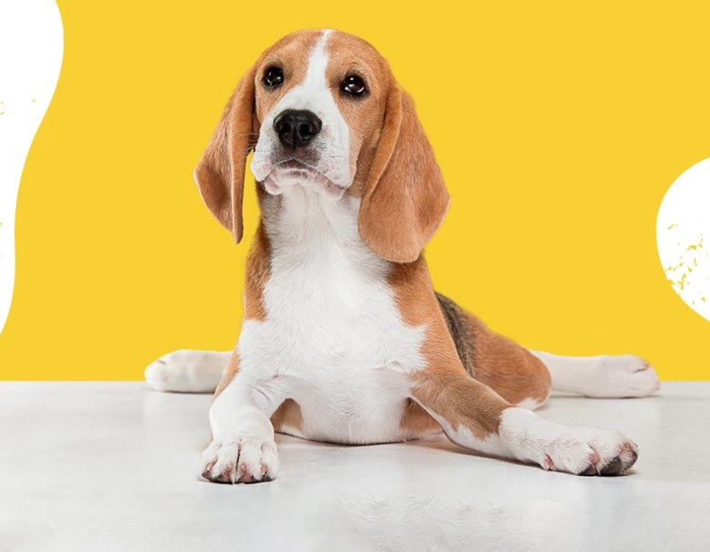 A beagle posing after grooming