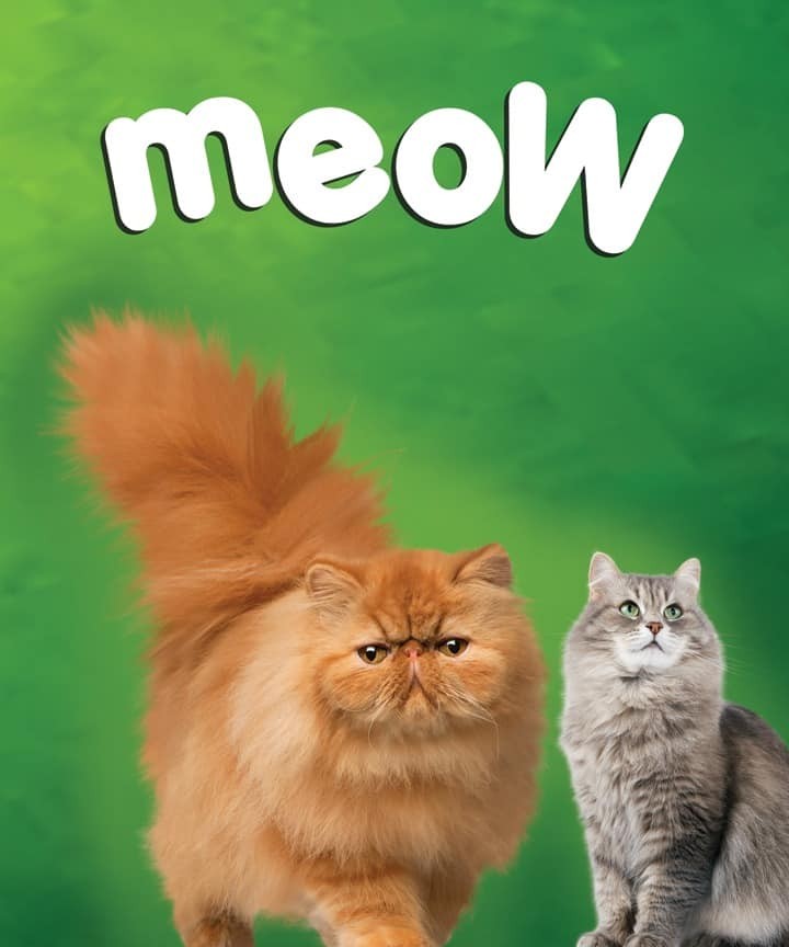 Orange and grey Persian cats